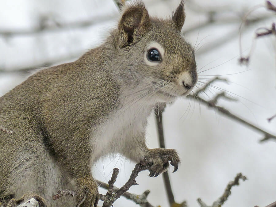 This surprised squirrel is surprised that it's winter again.