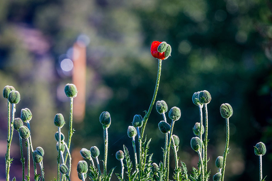 A single flower among many begins to bloom.