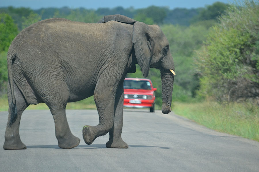 Elephant crossing the road.