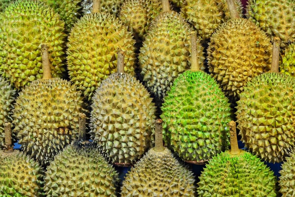 Many durians side by side. Some green, some ripe, some just right.