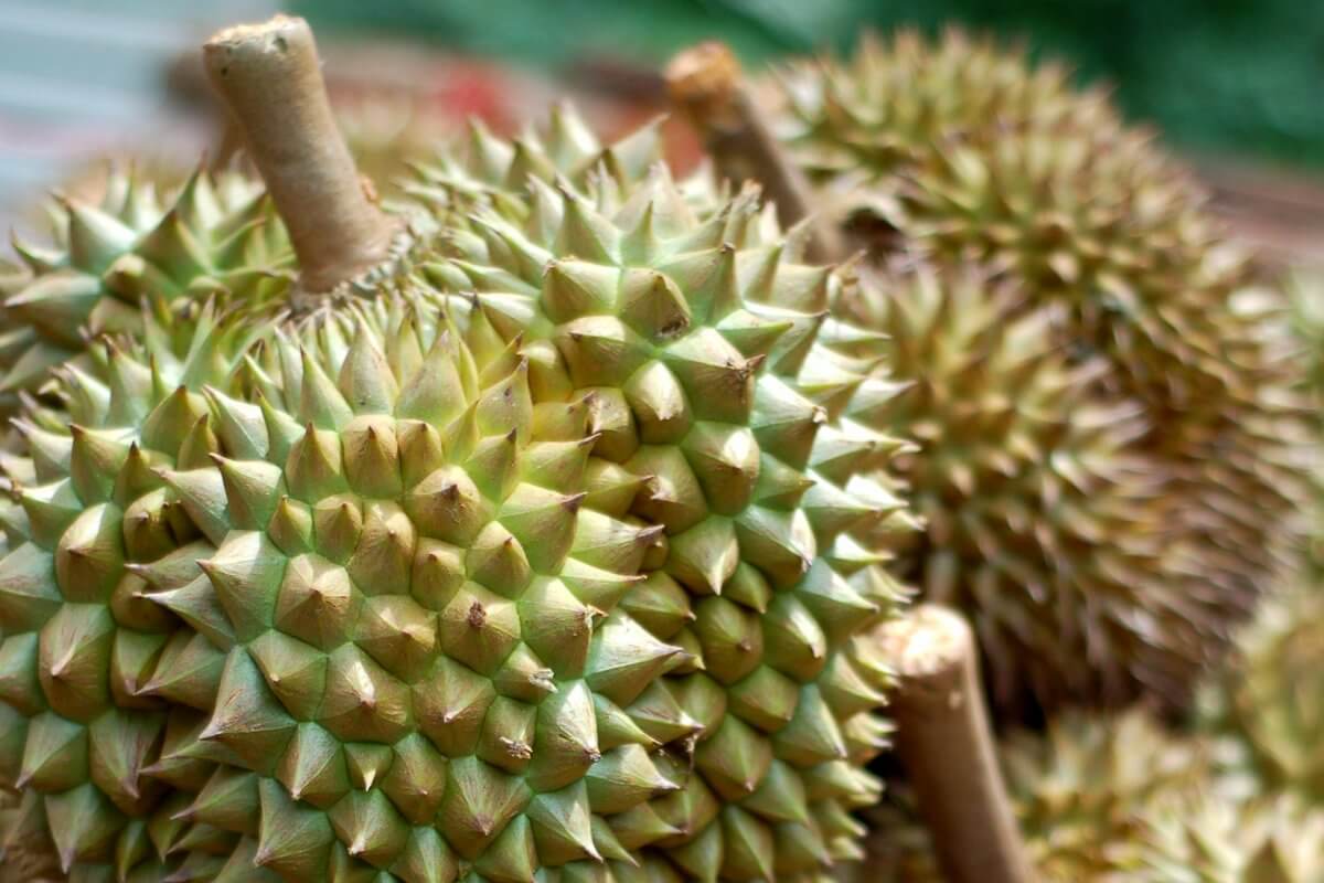 Several durians together